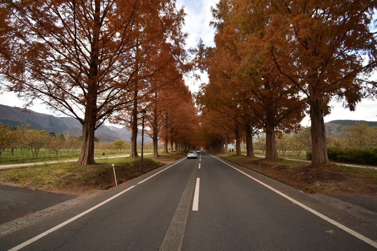 メタセコイヤ！