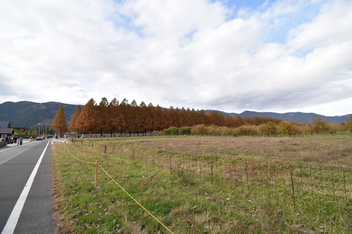 メタセコイヤ！