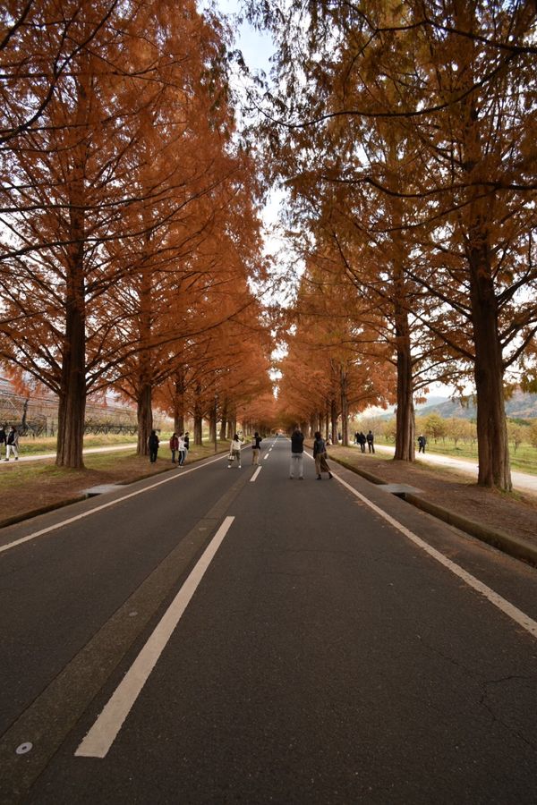 日本・京都府「滋賀旅　だけどびわ湖バレイには行けなかった！」の写真：メタセコイヤ！