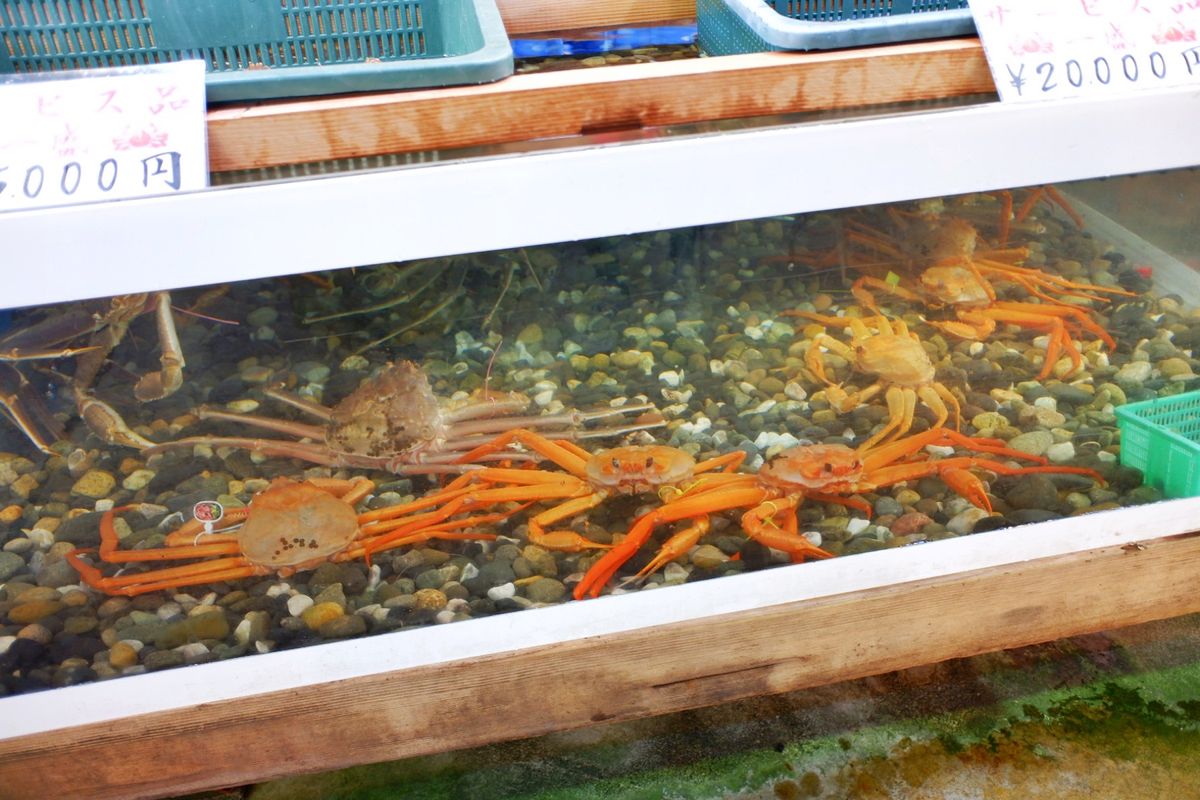 かすみ朝市センター🐟
自分用お土産のカニ購入🦀