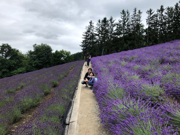 日本・北海道「北海道旅行　旭川・富良野」の写真