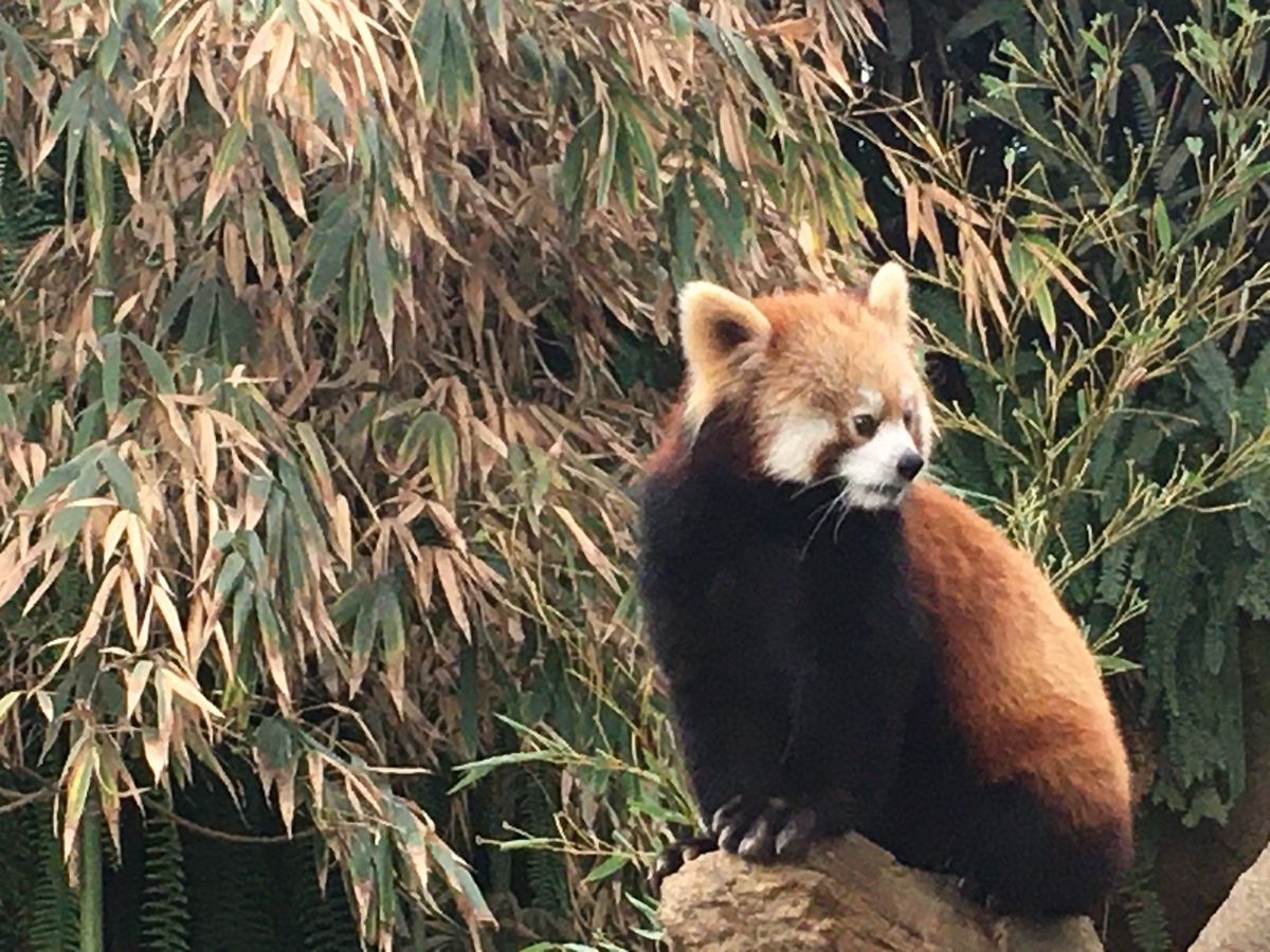 かわいいかわいいかわいいかわいい😍