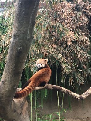 伏目姿も
振り向き姿も
寝ている姿もかわいい😍

止まることなくシャッター...