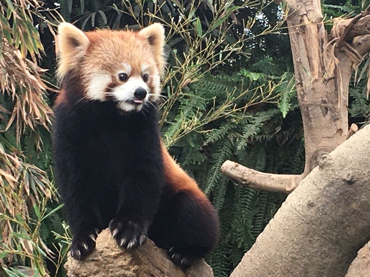 かわいいかわいいかわいいかわいい😍