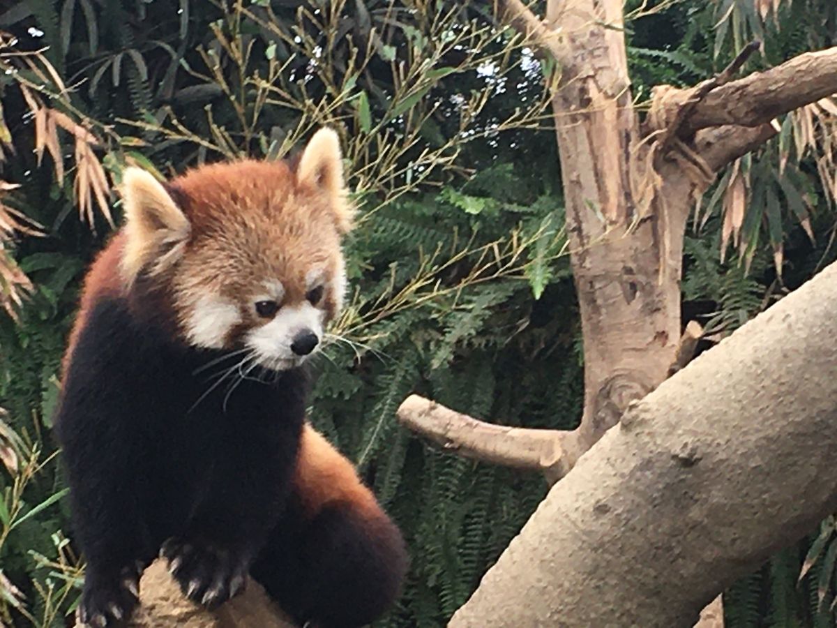 伏目姿も
振り向き姿も
寝ている姿もかわいい😍

止まることなくシャッター...