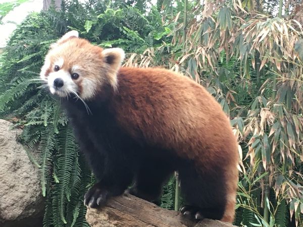 日本・兵庫県「癒しの神戸どうぶつ王国」の写真：かわいいかわいいかわいいかわいい😍