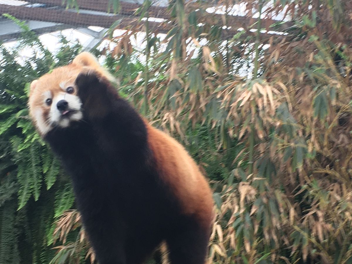 かわいいかわいいかわいいかわいい😍