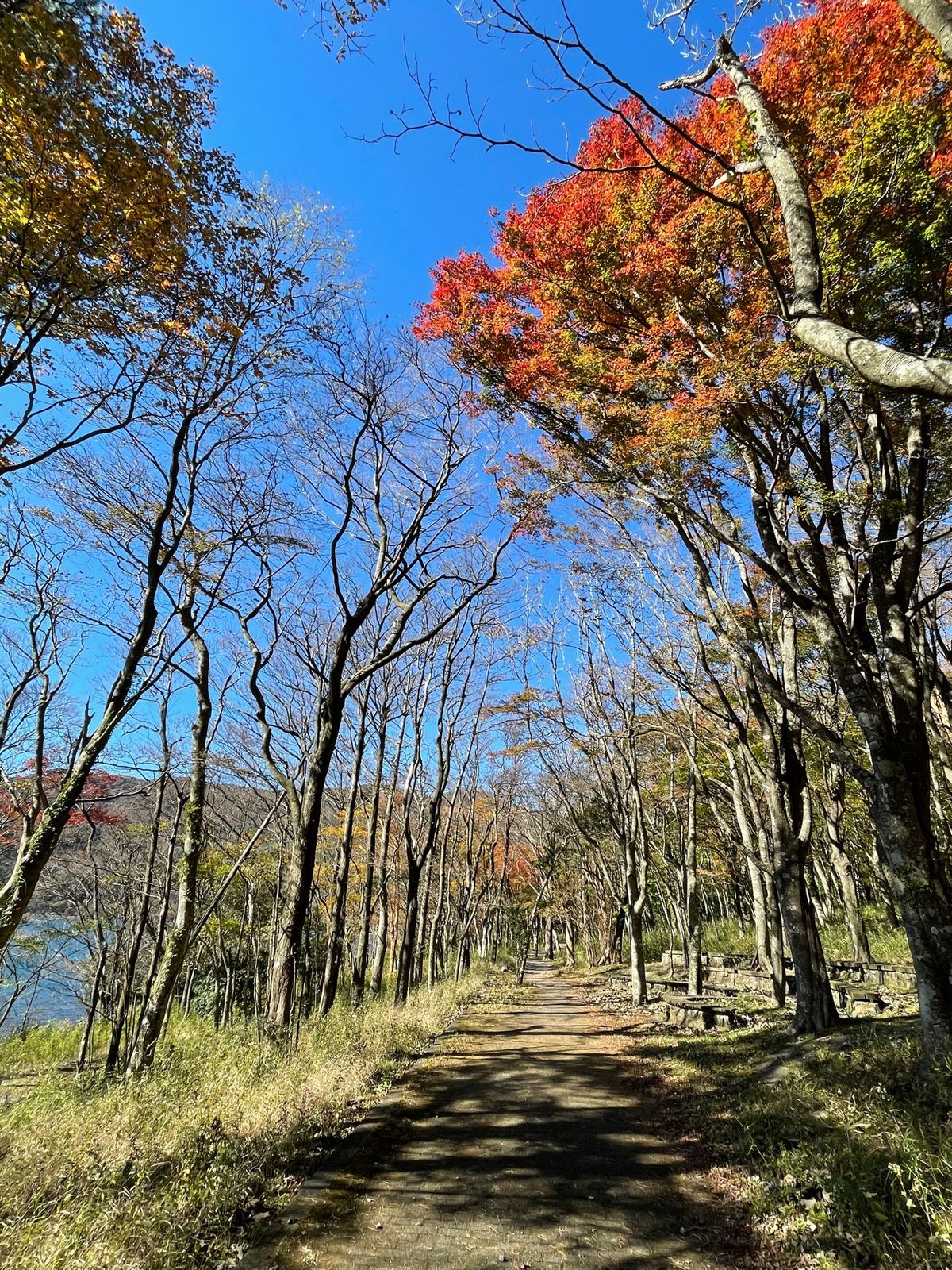 富士山に心を奪われたけど、一応紅葉狩り🍁に行ったので芦ノ湖まで足を伸ばして...
