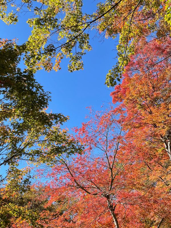 日本・箱根「秋の箱根日帰り旅」の写真：富士山に心を奪われたけど、一応紅葉狩り🍁...