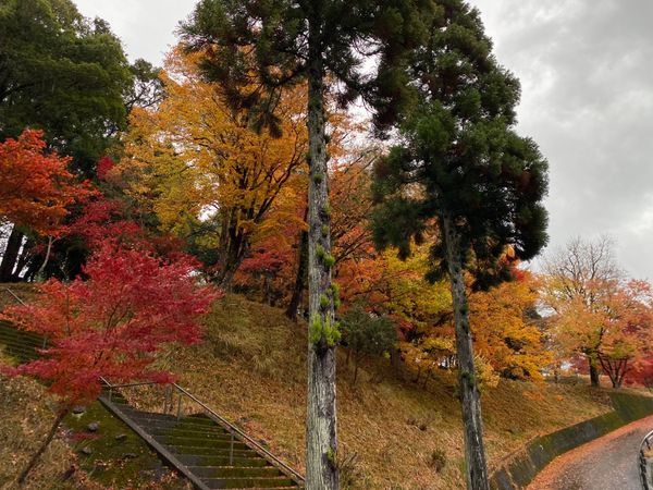 日本・京都府「京都大呂ガーデンテラス（わ」の写真