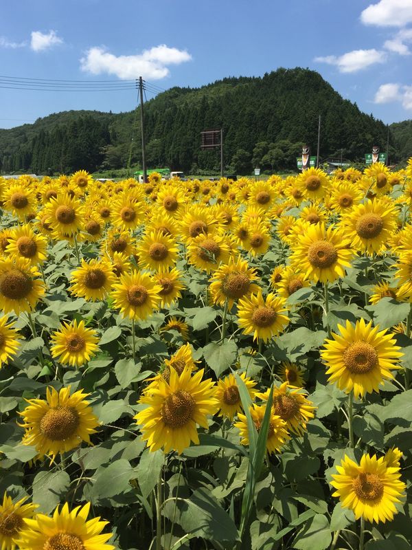 日本・岡山県「湯原温泉　蒜山高原」の写真