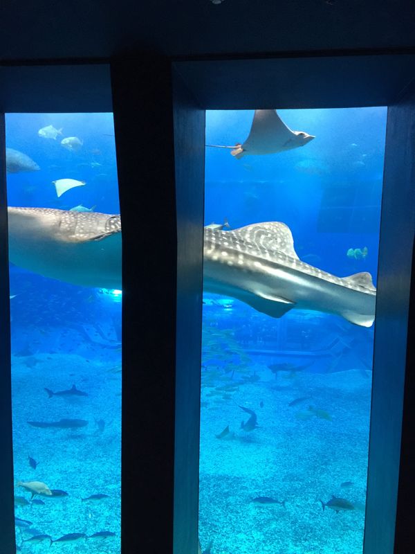 日本・沖縄県「沖縄　カヌチャベイホテル&ヴィラズ」の写真