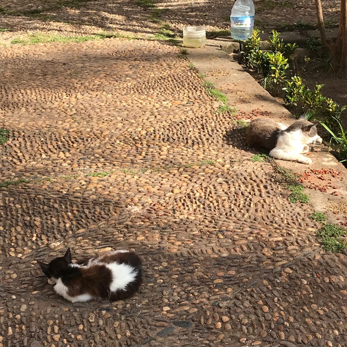 バスでタンジェからラバトに移動。
モロッコの首都は、カサブランカでもマラケ...