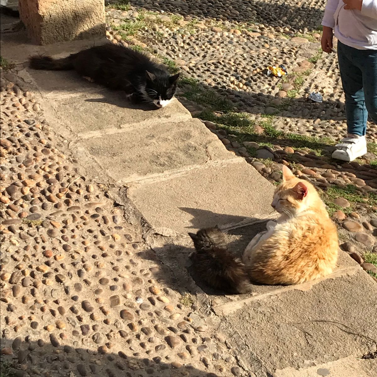 続・アンダルシアガーデン（猫天国）の中。朽ちかけたドアがたまらない。

ニ...
