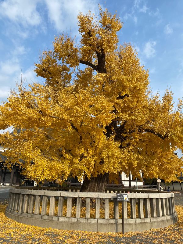 日本・京都府京都市「LIVE後、久々京都」の写真