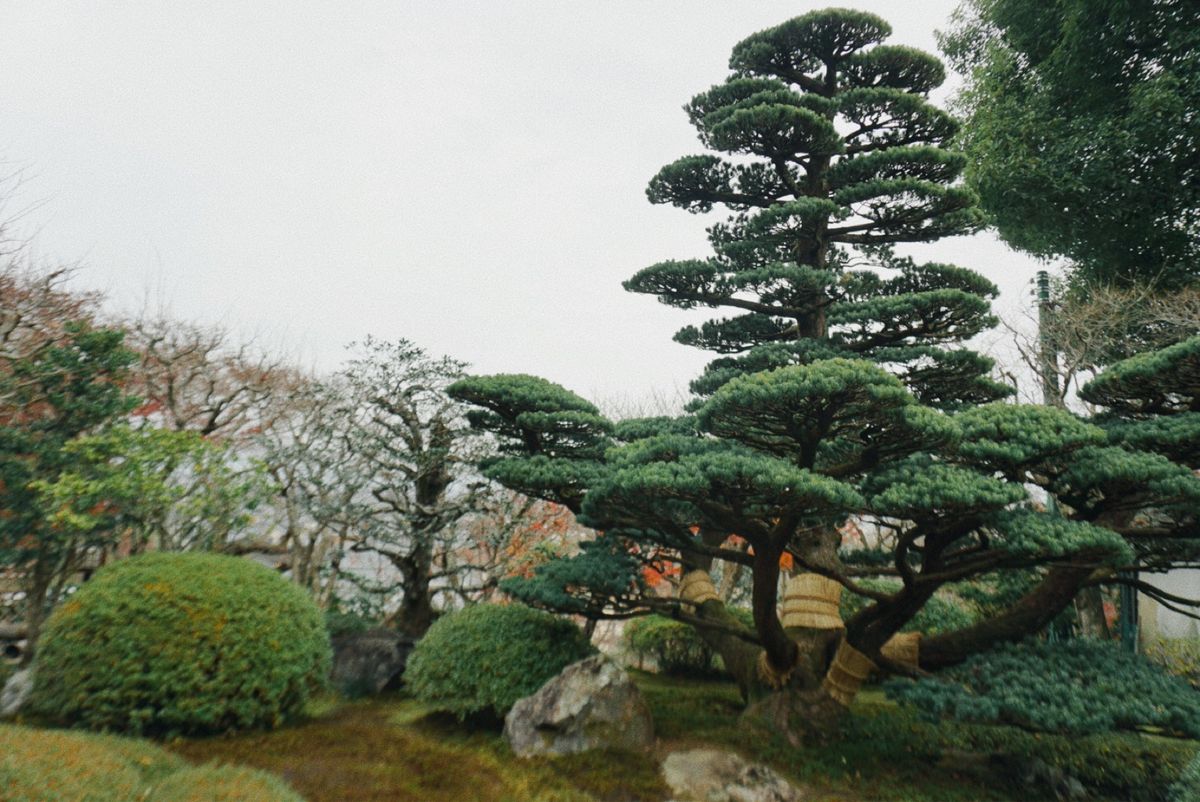 梅田も鈴虫寺もなぜか弟が付き合ってくれた