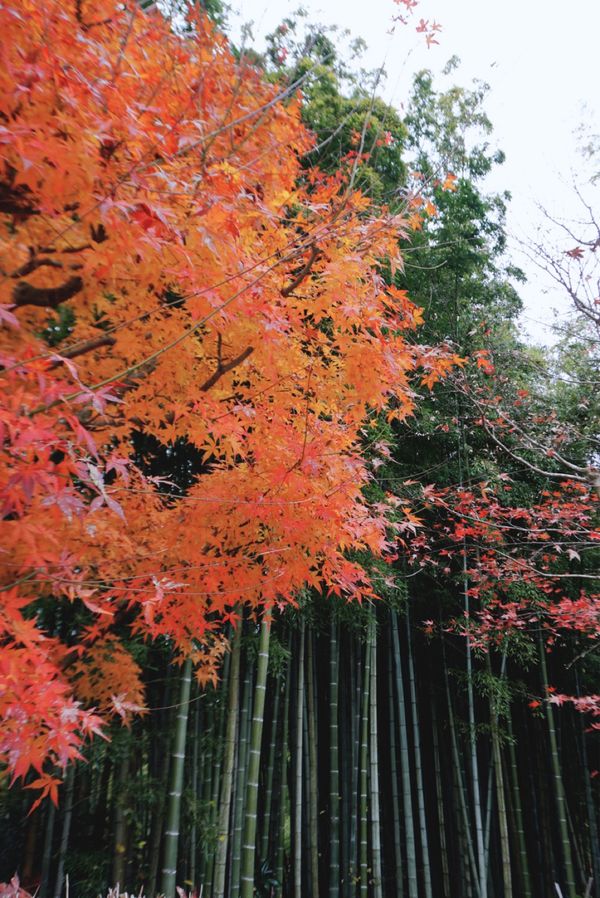 日本・京都府「京都 鈴虫寺」の写真：鈴虫寺