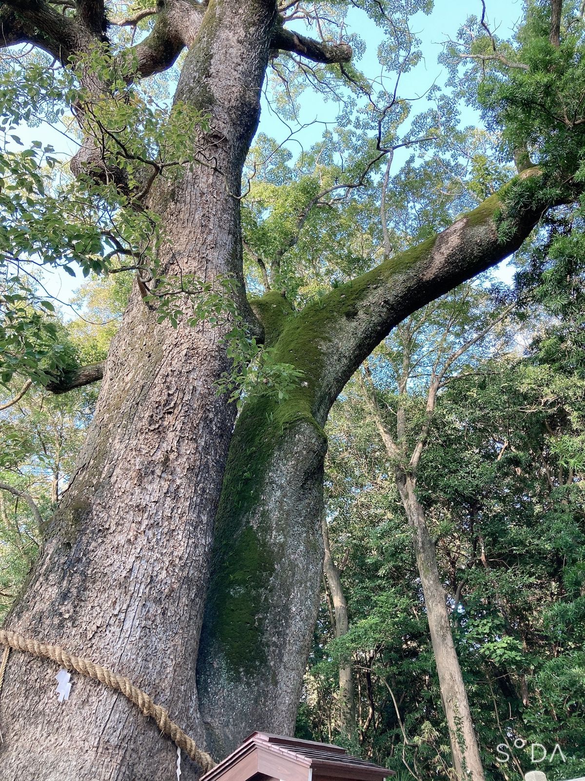 秋に　淡路島へ。
ニジゲンノモリと八浄寺、伊弉諾神宮へ。
讃岐うどんを食べ...