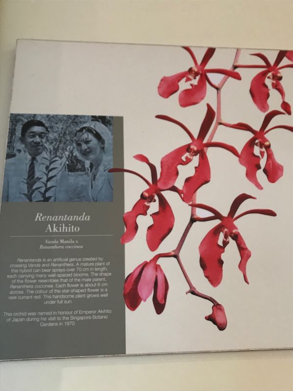 シンガポール・シンガポール「シンガポール　国立蘭園　Singapore National Orchid Garden」の写真