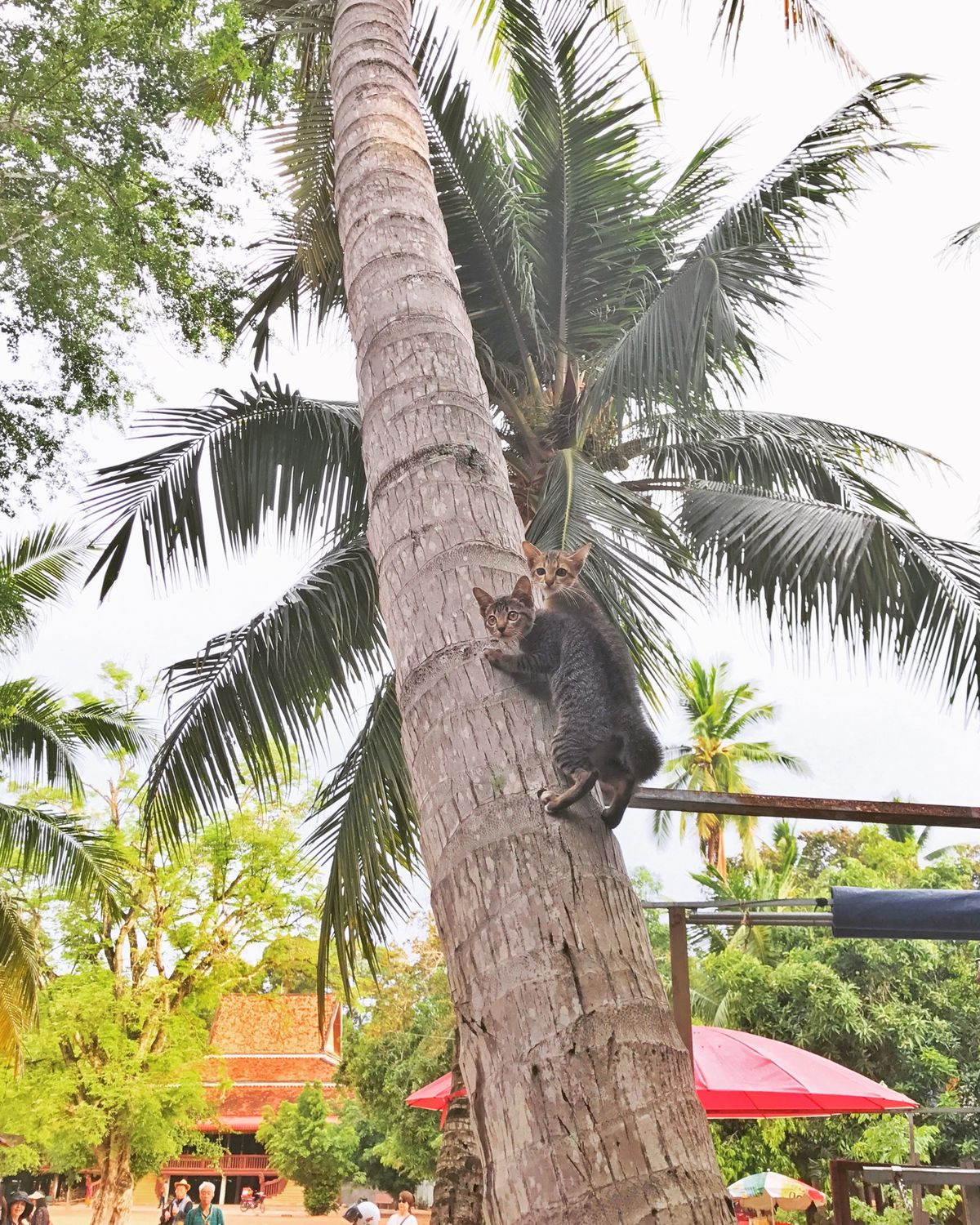 18th May 2017 pic📷

អង្គរវត្ត /Angkor...