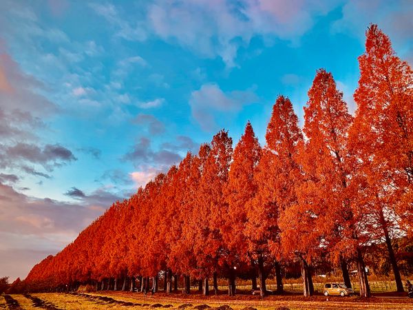 日本・滋賀県「滋賀県の旅」の写真