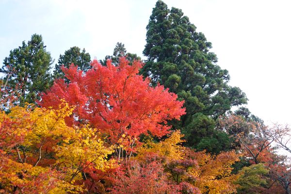 日本・和歌山県「高野山」の写真