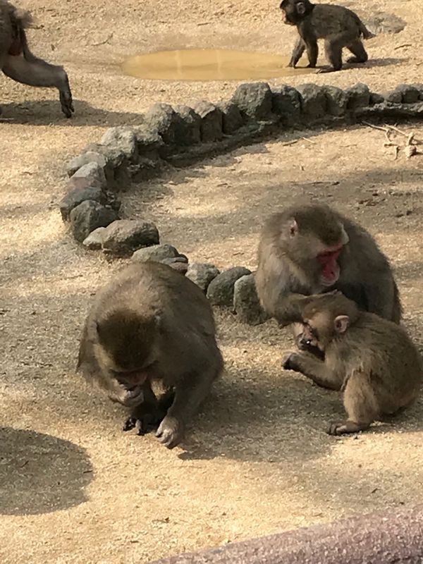 日本・大分県「別府　高崎山」の写真