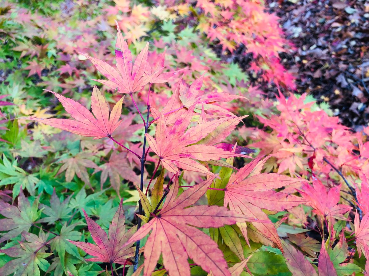 11/10-朝とてもアセアセで飛行機に乗って無事に新千歳に到着！1人なので...