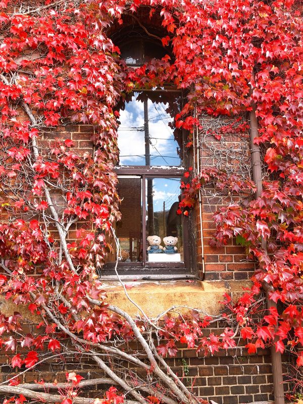 日本・函館「北海道女子旅」の写真：11/13 函館1日目
赤レンガ倉庫、金...