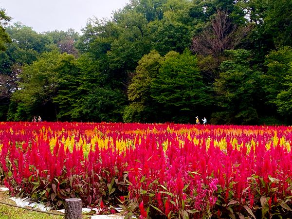 日本・埼玉県「埼玉県　森林公園」の写真
