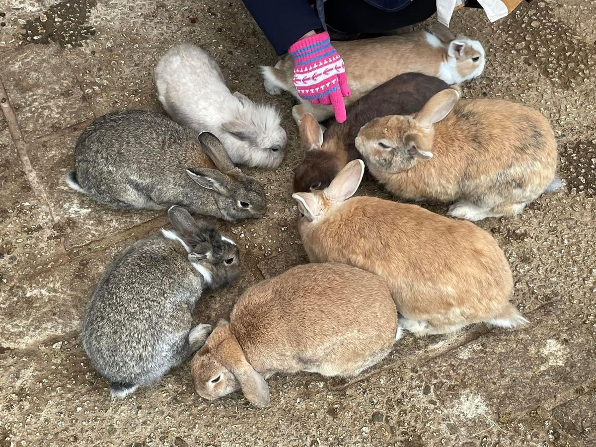一乗谷城と丸岡城
加賀うさぎに癒される