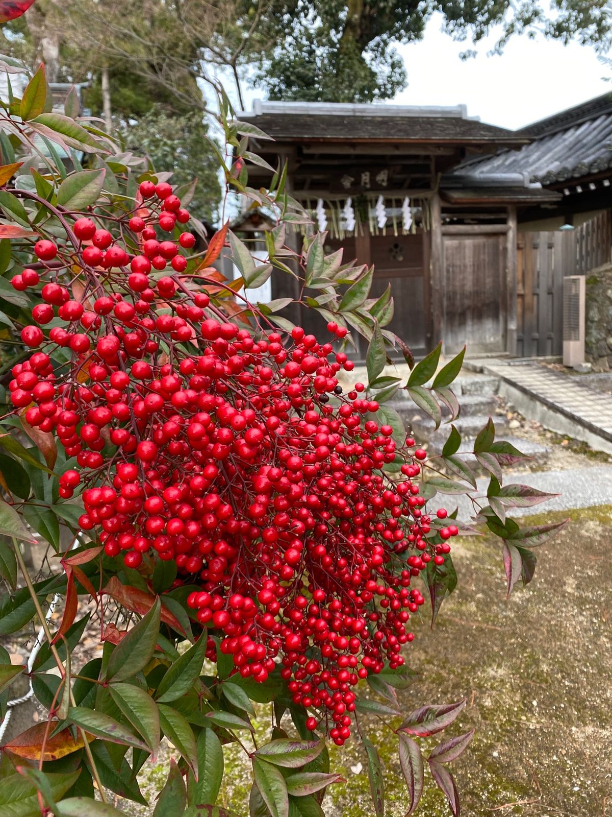 京都　北野天満宮
●巨大絵馬　来年の寅年の新しい絵馬
●花手水
●大福梅
...