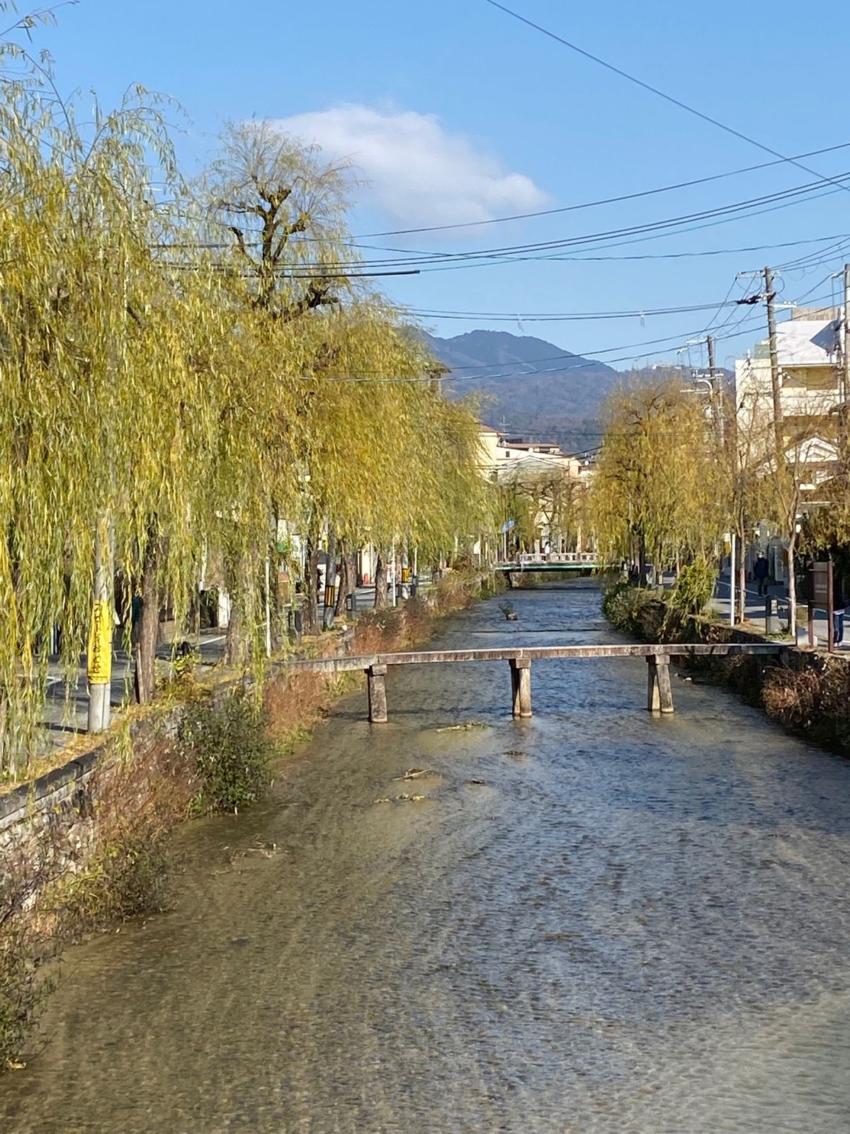 京都
●一保堂で「大福茶」を購入
●大将軍神社
●大将軍神社の樹齢800年...