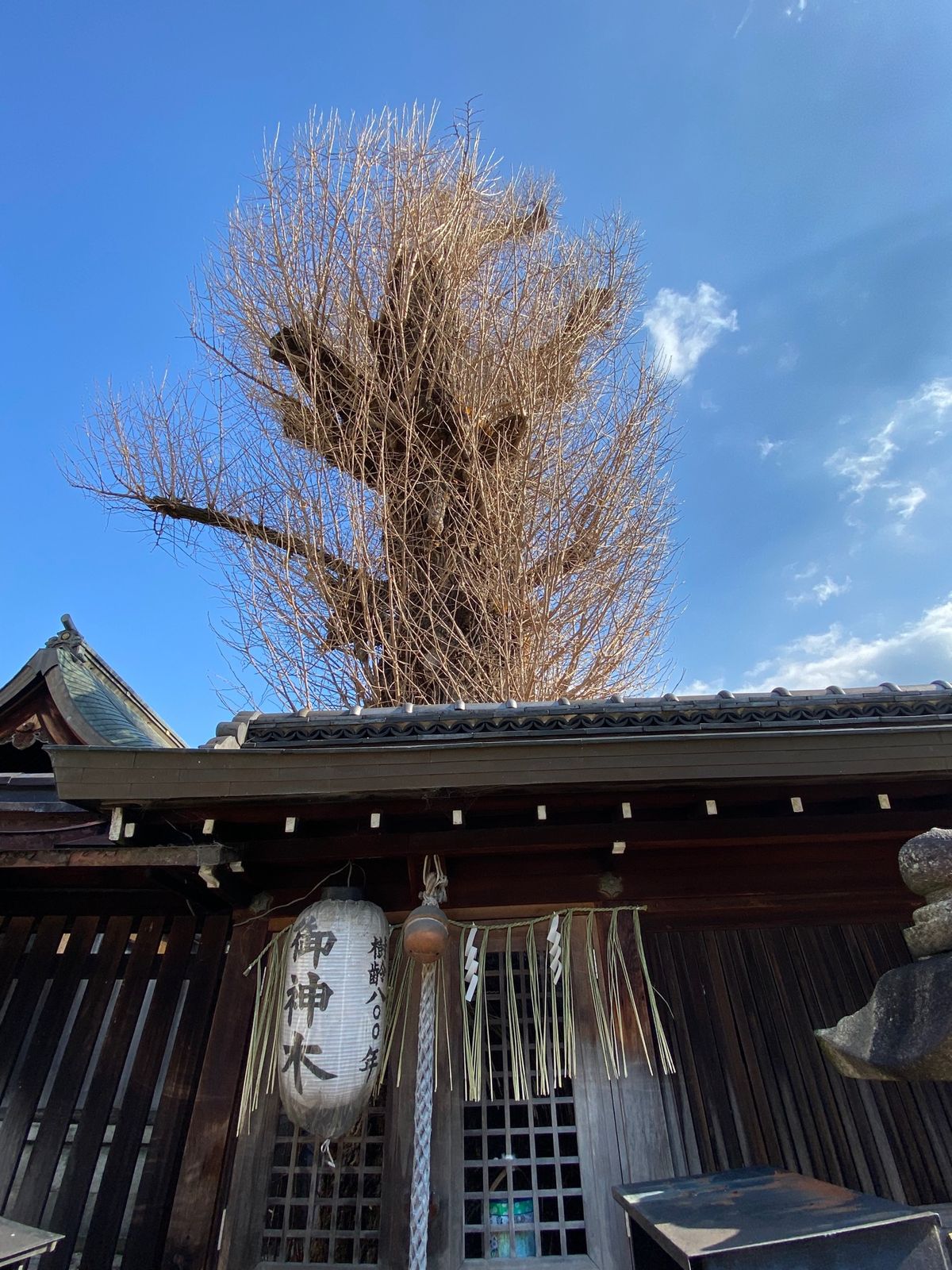 京都
●一保堂で「大福茶」を購入
●大将軍神社
●大将軍神社の樹齢800年...