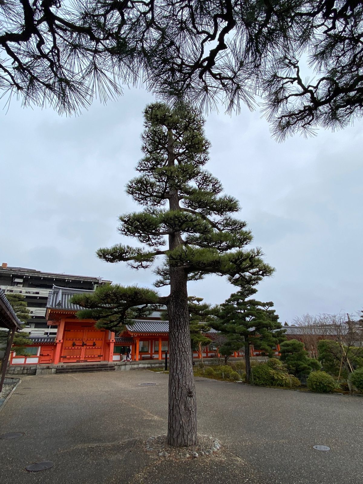 京都
●京都東急ホテルのレストラン風花」のデザート
●三十三間堂
●三十三...