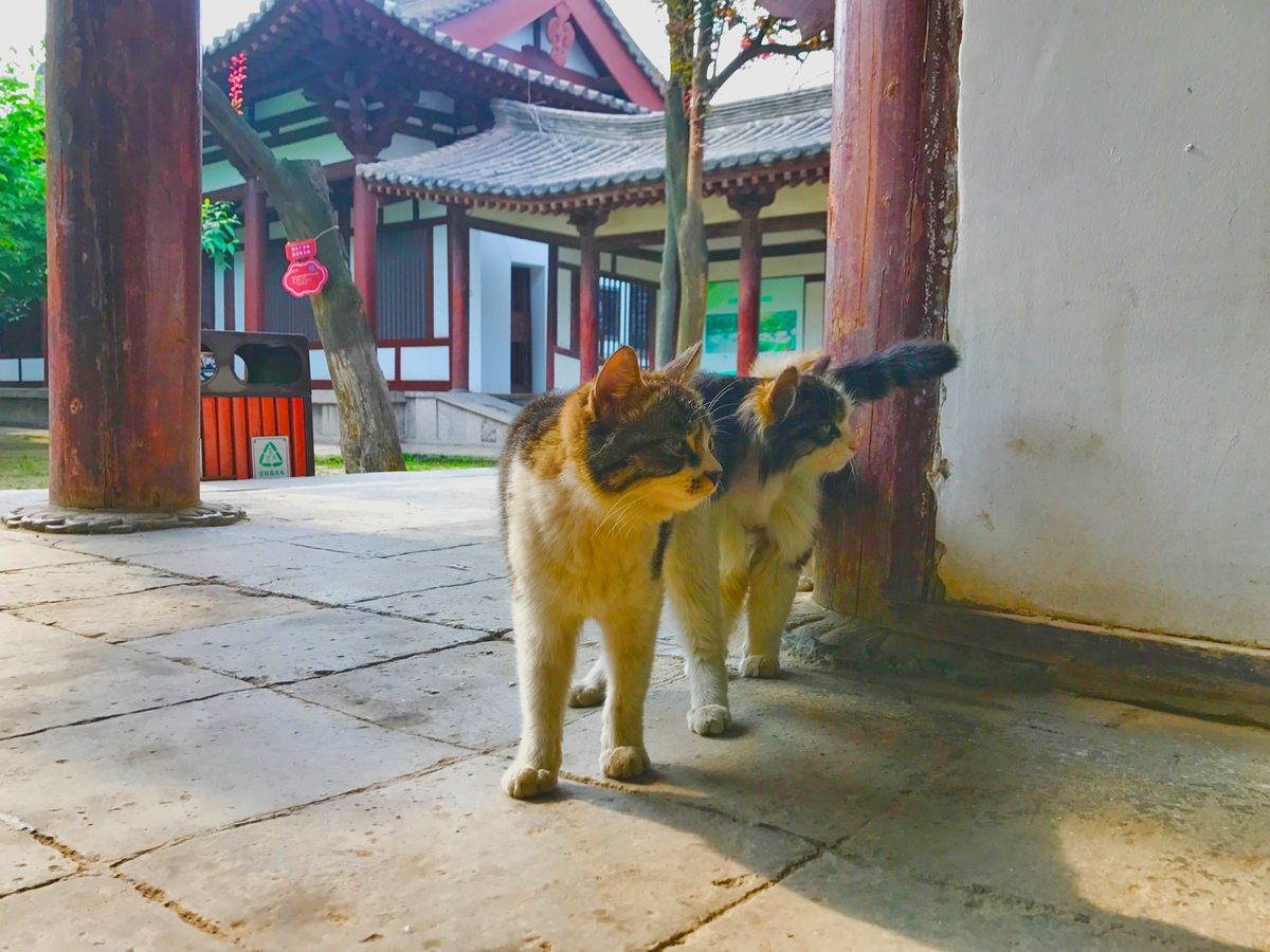 19th Jun. 2017 pic📷

青龍寺*°

猫ちゃん達がお出迎...