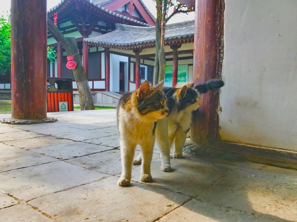 中国・上海「China🇨🇳job⚑⁎∗」の写真：19th Jun. 2017 pic📷
...
