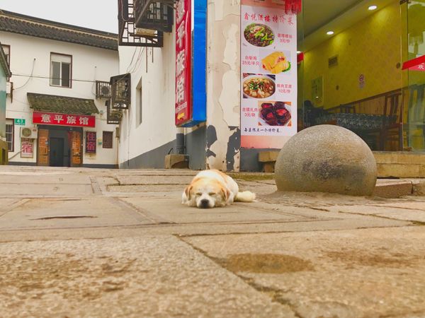 中国・上海「China🇨🇳job⚑⁎∗」の写真：21st Jun. 2017 pic📷
...