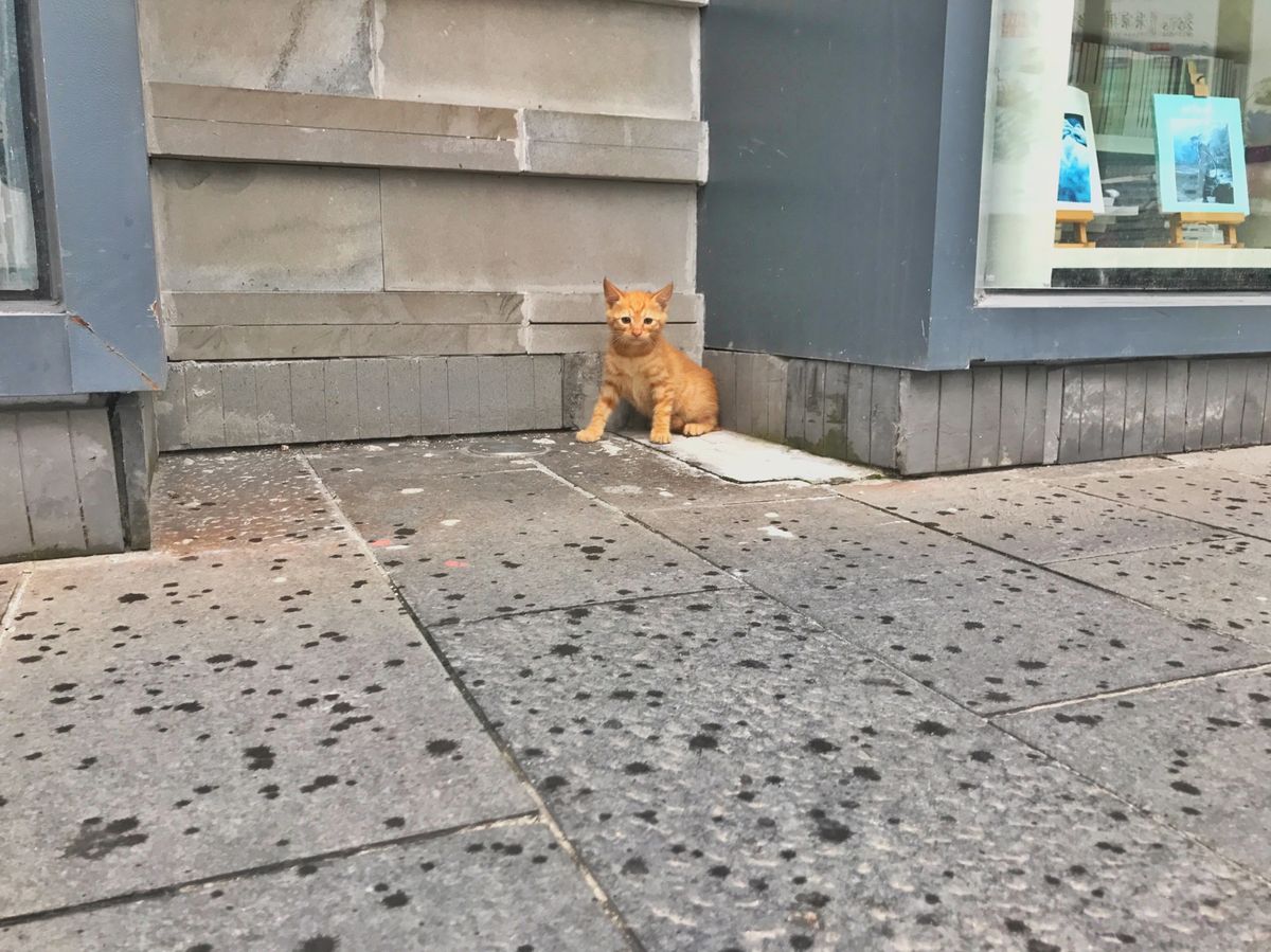 21st Jun. 2017 pic📷

朱家角古鎮/Zhujiajiao...