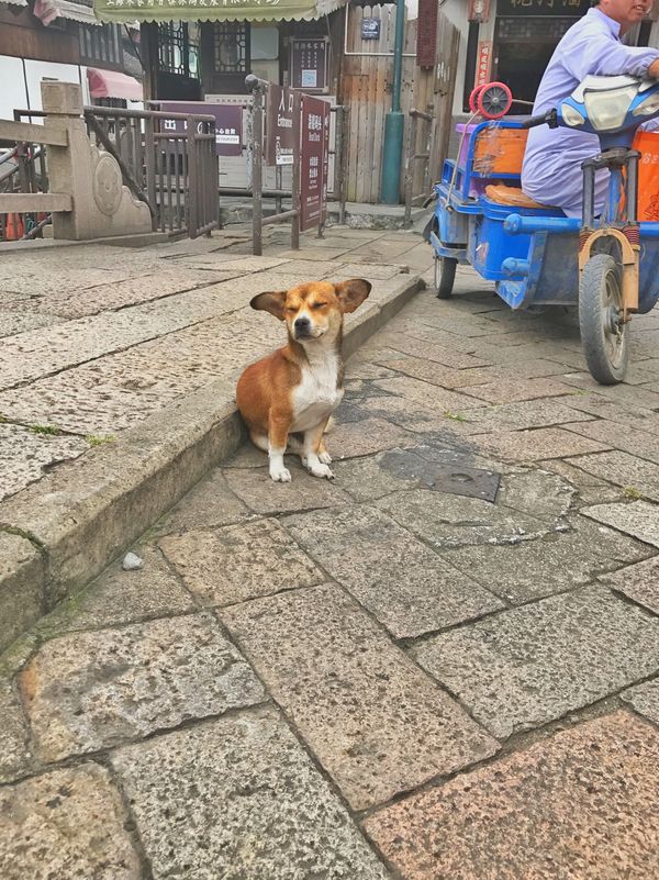 中国・上海「China🇨🇳job⚑⁎∗」の写真：21st Jun. 2017 pic📷
...