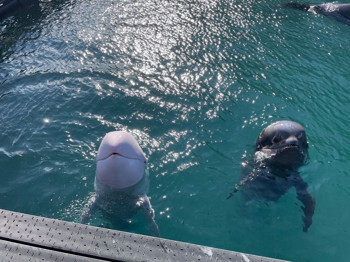 生簀では間近にイルカとクジラを見ることもできます。真っ白なクジラもいました...