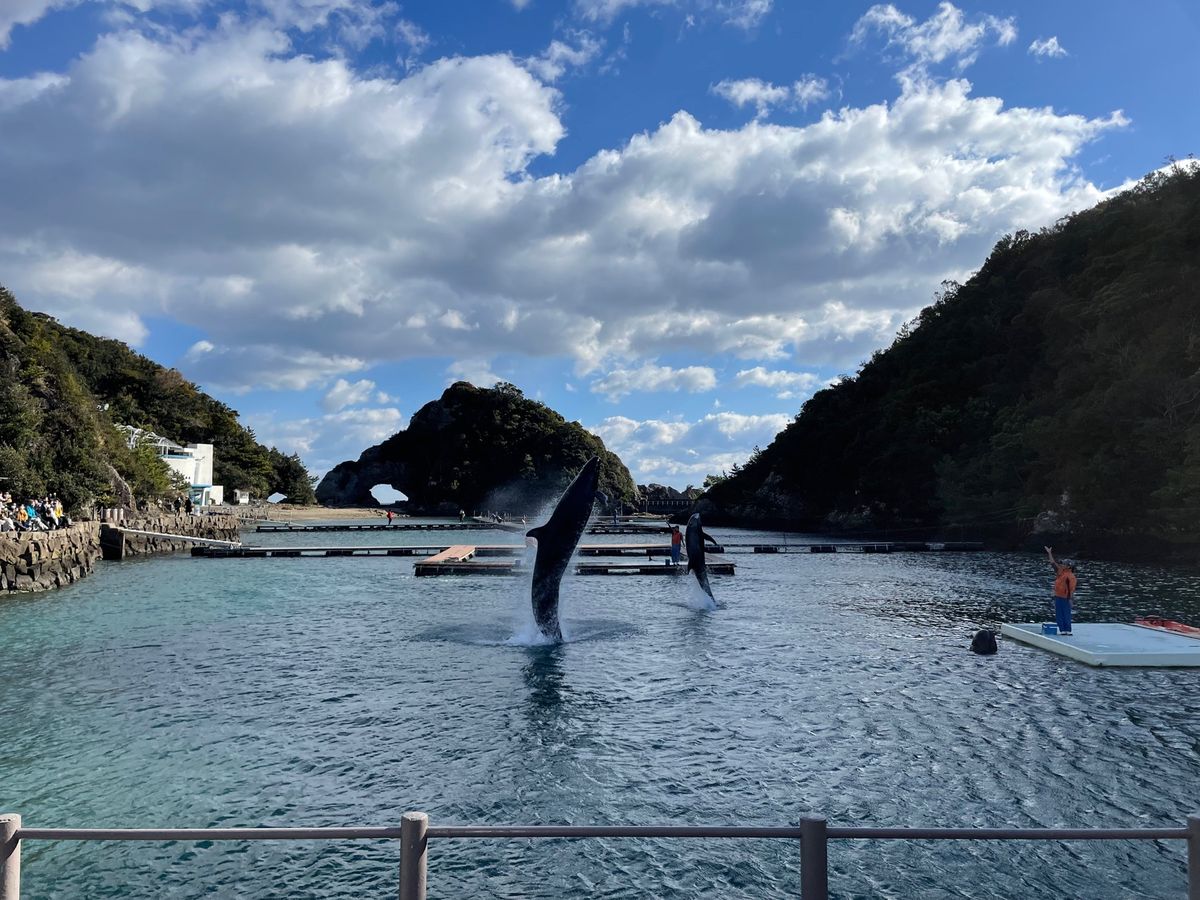 太地町の鯨の博物館。こちらでは鯨のショーも行われていました。ゴンドウクジラ...