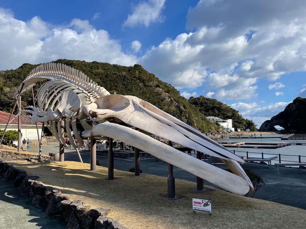 太地町の鯨の博物館。こちらでは鯨のショーも行われていました。ゴンドウクジラ...