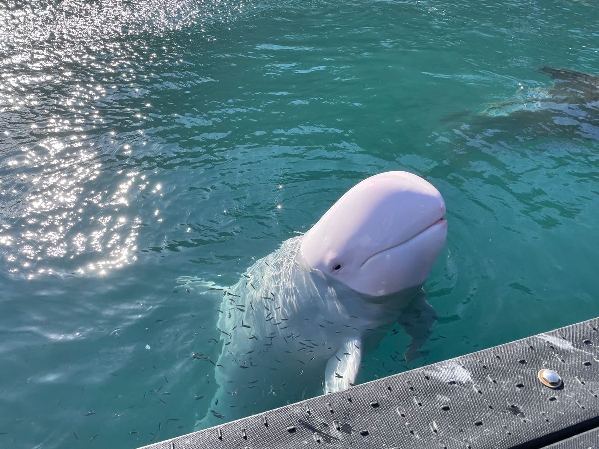 生簀では間近にイルカとクジラを見ることもできます。真っ白なクジラもいました...