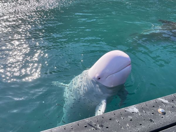 日本・和歌山県「熊野大社とわたらせ温泉」の写真：生簀では間近にイルカとクジラを見ることも...