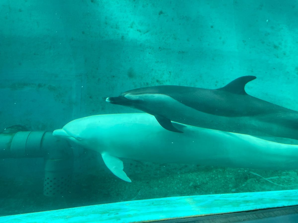 生簀では間近にイルカとクジラを見ることもできます。真っ白なクジラもいました...