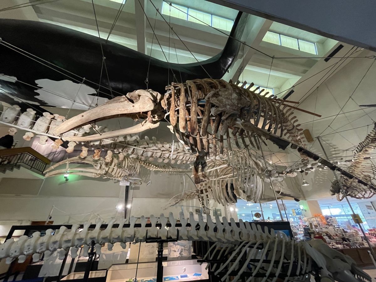 太地町の鯨の博物館。こちらでは鯨のショーも行われていました。ゴンドウクジラ...