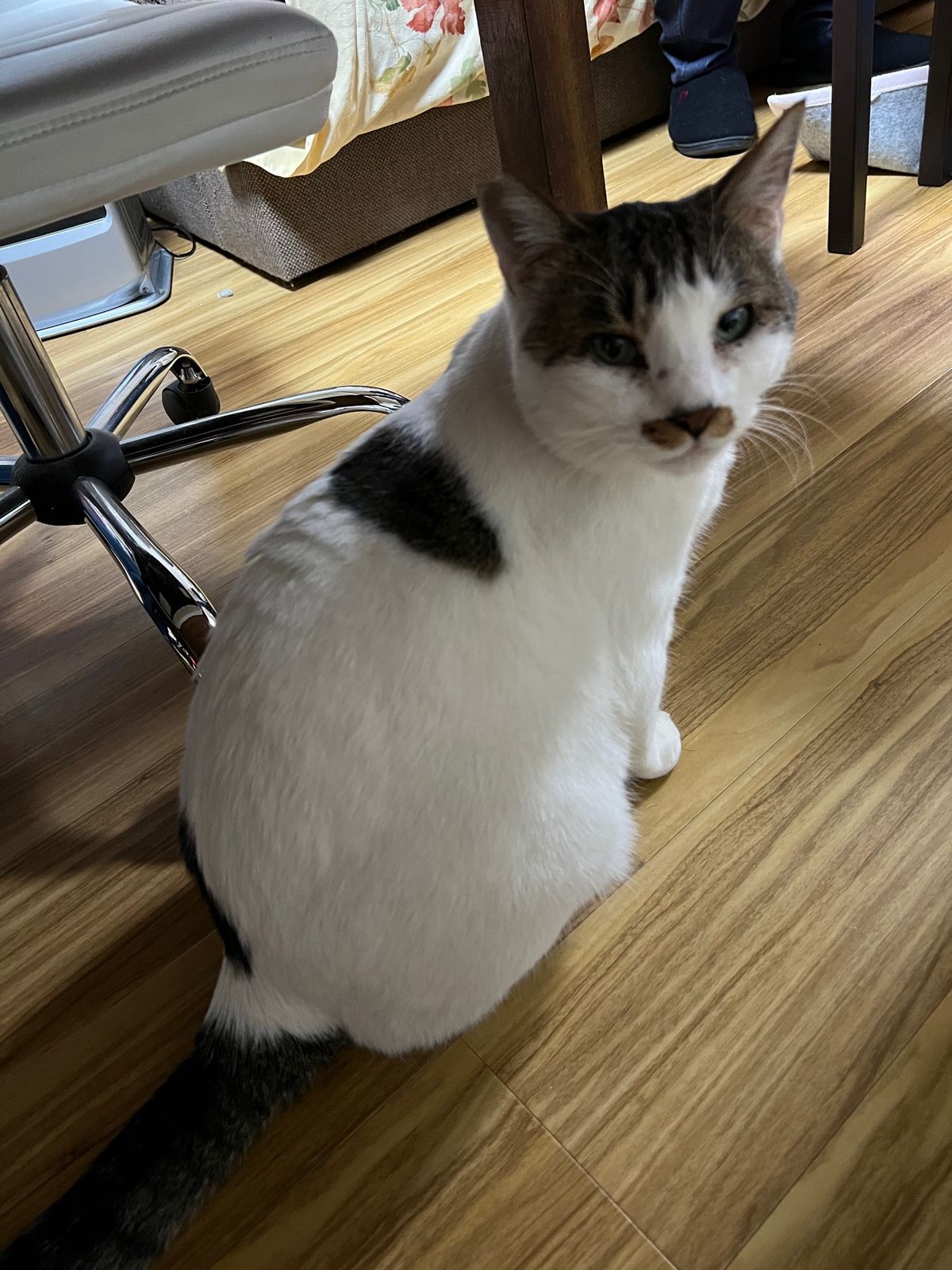 実家で年越し

10人、2犬、1猫で

東京から連れてきたうちの犬は多分猫...