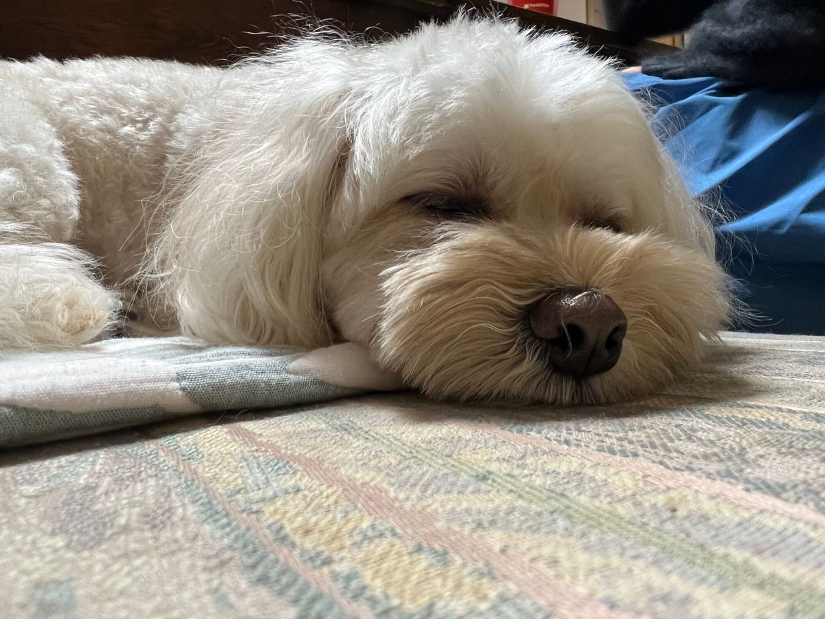 実家で年越し

10人、2犬、1猫で

東京から連れてきたうちの犬は多分猫...