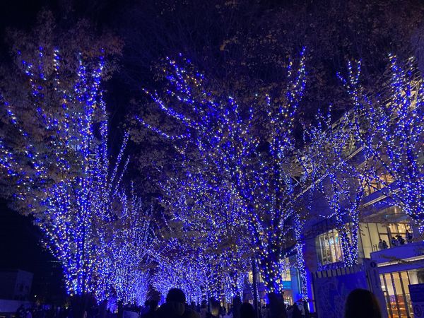 日本・神奈川県「横浜イルミネーション」の写真：横浜のイルミネーションが素敵